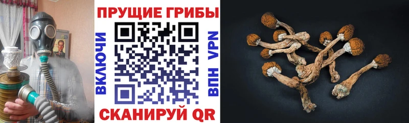 Галлюциногенные грибы MAGIC MUSHROOMS  Кашира 